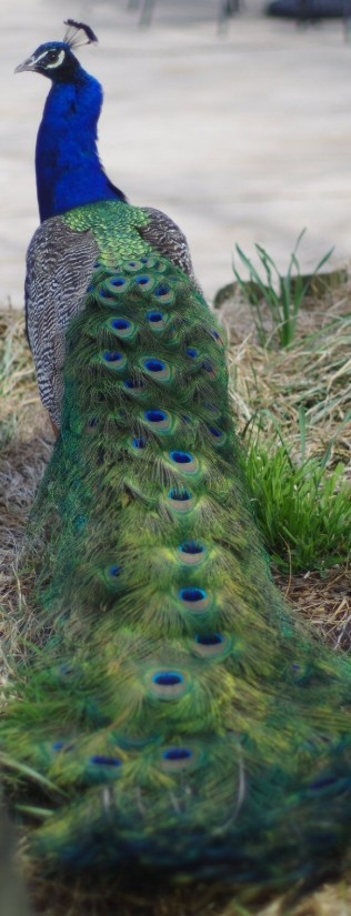 peacock1-crop2-orig-blog